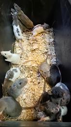 Hele mooie diverse mix ratjes te koop!, Dieren en Toebehoren, Oktober, Meerdere dieren, Rat