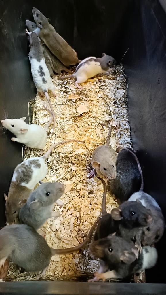 Hele mooie diverse mix ratjes te koop!, Dieren en Toebehoren, Knaagdieren, Meerdere dieren, Rat, Oktober