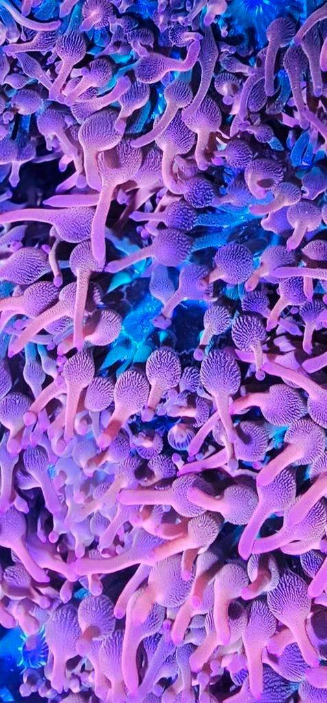 Sunburst bubbletip anemoon
Quadricolor tepel anemoon., Dieren en Toebehoren, Vissen | Aquaria en Toebehoren, Zo goed als nieuw