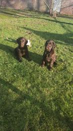 Flatcoated retriever leverkleurige Reutjes met Stamboom, Overige rassen, Meerdere, Meerdere dieren, Nederland