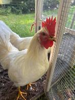 Mooie tamme leghorn haan, Dieren en Toebehoren, Pluimvee, Mannelijk, Kip