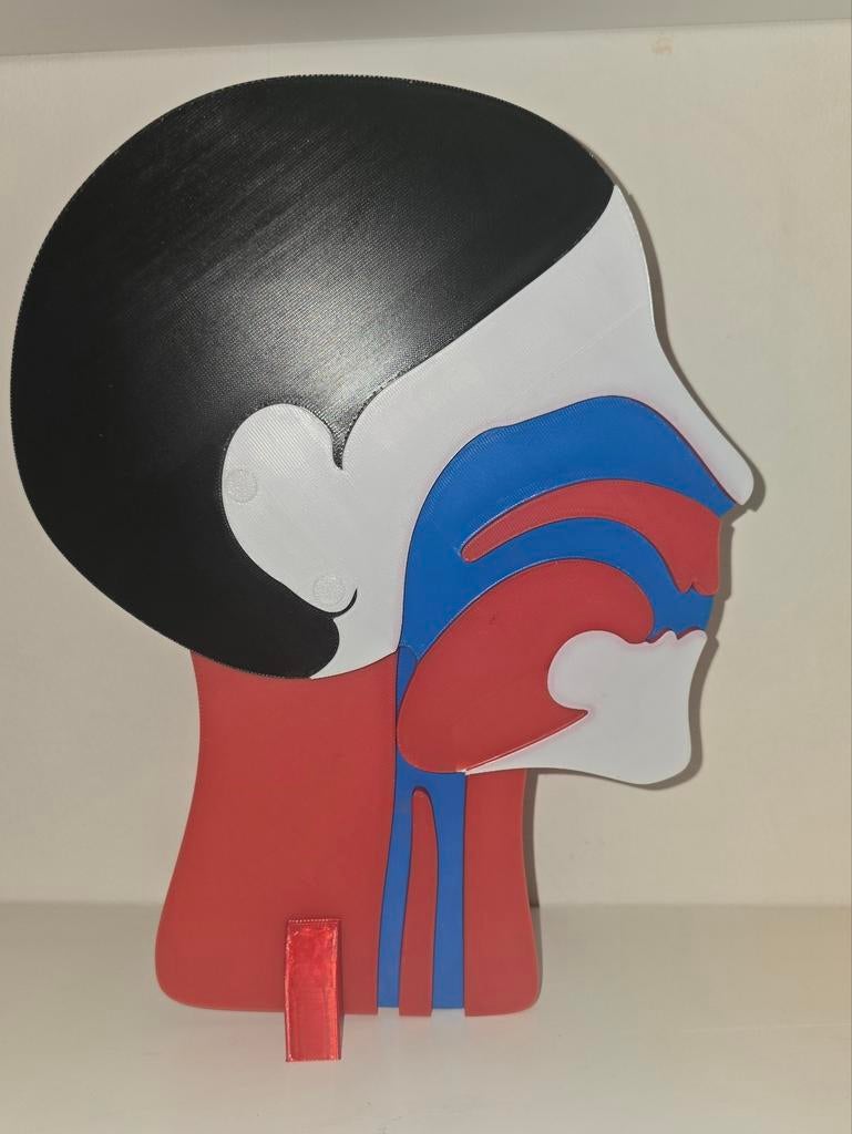 Gedetailleerd anatomisch model van een menselijk hoofd, Ophalen of Verzenden, Groter dan 1:32