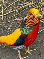 Trio goud fazanten 5000 serie, Dieren en Toebehoren, Pluimvee, Meerdere dieren, Overige soorten