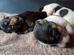 4 lieve Jack Russell puppy's., Dieren en Toebehoren, Honden | Jack Russells en Terriërs, Jack Russell Terriër, 8 tot 15 weken