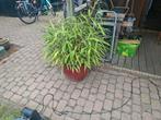 Bamboe in Rode Pot, Tuin en Terras, Planten | Tuinplanten, Ophalen, Volle zon, Vaste plant, Siergrassen