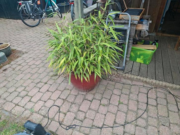 Bamboe in Rode Pot, Tuin en Terras, Planten | Tuinplanten, Vaste plant, Siergrassen, Volle zon, Bloeit niet, Ophalen