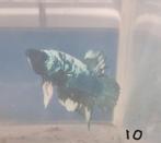 Betta man 10, Dieren en Toebehoren, Vissen | Aquariumvissen, Vis