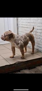 American merle bully reu, Dieren en Toebehoren, Honden | Dekreuen, België, Particulier, Reu, CDV (hondenziekte)