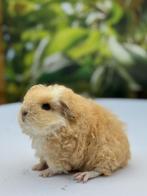 Mega knap merino cavia beertje ! 😍🩵 (koppeltje), Dieren en Toebehoren, Knaagdieren, Cavia, Juni, Mannelijk, Tam
