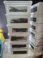 Braplast 1,3L bakjes, Dieren en Toebehoren, Reptielen en Amfibieën | Toebehoren, Ophalen of Verzenden, Zo goed als nieuw