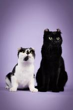 American Curl | jonge poezen| poes | stamboom | herplaatser, Poes, Kortharig, 0 tot 2 jaar