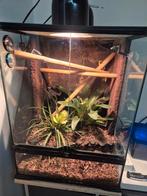 Gekko Phelsuma grandis met terrarium en watersproei en meer, Dieren en Toebehoren, Ophalen of Verzenden, Zo goed als nieuw, Terrarium of Paludarium