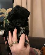 Matipoo pups, Dieren en Toebehoren, Rabiës (hondsdolheid), Overige rassen, 8 tot 15 weken, Meerdere