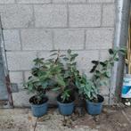 Olijfwilg haag | Eleagnus ebbingei| 4 voor €15, Ophalen of Verzenden, Overige soorten, Minder dan 100 cm