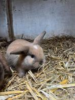 Super lieve mini lop x nederlandse dwerg hangoor, Meerdere dieren