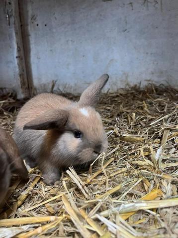 Super lieve mini lop x nederlandse dwerg hangoor beschikbaar voor biedingen