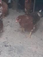Jonge leghennen, legkippen Isa Brown, Dieren en Toebehoren, Pluimvee, Vrouwelijk, Kip