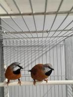 Gordelgrasvinken, Dieren en Toebehoren, Vogels | Overige Vogels, Meerdere dieren, Tropenvogel, Geringd