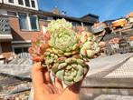 mini vetplanten Set 5stuks/pot 5cm/vetplant/succulent, Ophalen of Verzenden, Halfschaduw, Minder dan 100 cm