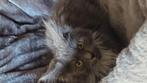Gast gezin gezocht voor mainecoontjes, Dieren en Toebehoren, Poes