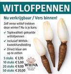 Zelf witlof kweken! Witlofpennen, Ophalen of Verzenden, Volle zon