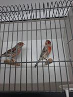 topaas mozaiek mannen .en rood vetstof, Dieren en Toebehoren, Meerdere dieren, Kleurkanarie