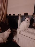 Britse korthaar kittens verwacht, Dieren en Toebehoren