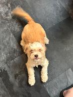 Prachtige shizhu boomer pup 5 maand oud teef, Ophalen of Verzenden