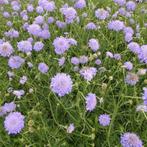 Duifkruid/Scabiosa planten, Tuin en Terras, Ophalen, Overige soorten