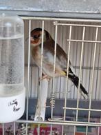majoor putters pop 2024, Dieren en Toebehoren, Vogels | Overige Vogels, Meerdere dieren, Wildzangvogel