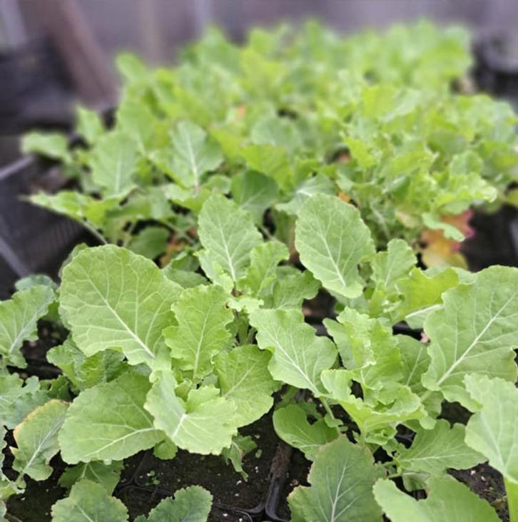 Biologische planten eeuwig moes, oudewijvenkool, splijtkool, Tuin en Terras, Planten | Tuinplanten, Eenjarig, Groenteplanten, Volle zon