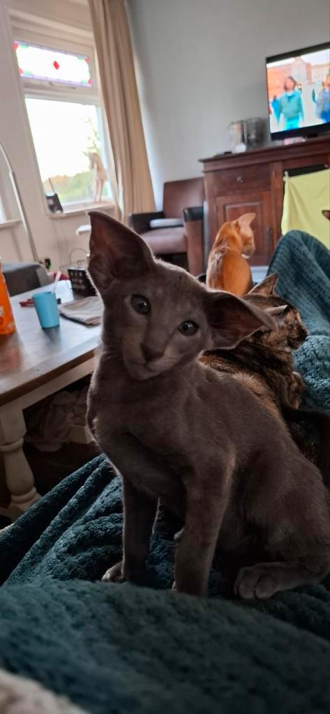 oosters korthaar kittens met stamboom, Dieren en Toebehoren, Katten en Kittens | Raskatten | Korthaar, Meerdere dieren, 0 tot 2 jaar