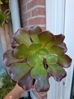 Aeonium arboreum, Ophalen of Verzenden, Volle zon, Overige soorten, Minder dan 100 cm