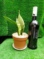 Sanseveria of Sansevieria of Snakeplant, Huis en Inrichting, Ophalen, Overige soorten, Minder dan 100 cm