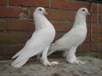 Witte..Sierduiven *, Dieren en Toebehoren, Vogels | Duiven, Overige soorten