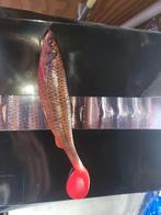 Savage Gear 4D Herring Shad 19cm - 3 stuks €10, Ophalen of Verzenden, Nieuw, Overige typen