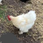 Prachtige Cochinkriel ZIJDEVEER hennen verschillende kleuren, Dieren en Toebehoren, Pluimvee, Vrouwelijk, Kip