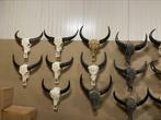 Buffelschedels echte Buffel schedels gegraveerd/bewerkt, Huis en Inrichting, Ophalen of Verzenden