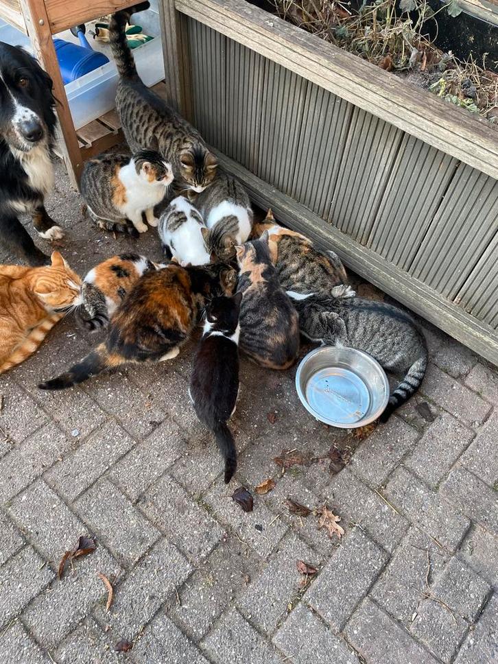 Diverse katers en poezen aangeboden leeftijd 0.5 tm 2 jaar, Dieren en Toebehoren, Katten en Kittens | Overige Katten, Meerdere dieren