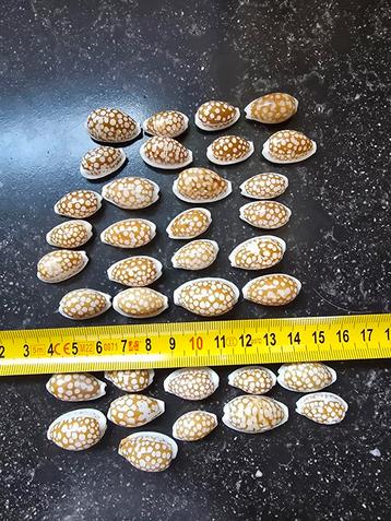 Nog enkele Cypraea Cribrasria  beschikbaar voor biedingen