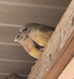 3 - 3 gould amadine, Dieren en Toebehoren, Vogels | Overige Vogels, Meerdere dieren