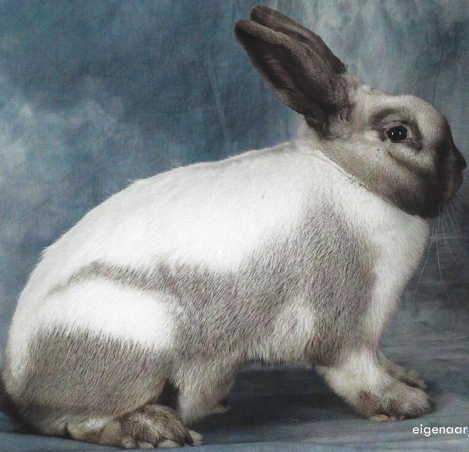 Te koop aangeboden: ‘Sallander’ en ‘Rex’ konijnen., Dieren en Toebehoren, Konijnen, Meerdere dieren, 0 tot 2 jaar