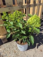 Laagblijvende pluimhortensia Little Lime, Ophalen of Verzenden, Hortensia, Struik, Minder dan 100 cm
