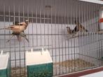 Harlekijnen te koop ook jongen van dit jaar, Meerdere dieren