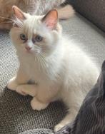 4 kittens te koop ragdoll 12 weken, Meerdere dieren, Ontwormd, 0 tot 2 jaar