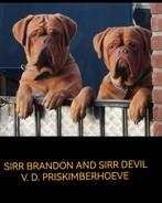 Bordeauxdog Bordeaux dog dekreuen getest super resultaten!!, Nederland, Reu, 1 tot 2 jaar, CDV (hondenziekte)