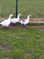 3 boerenganzen, Dieren en Toebehoren, Kip