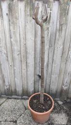 Te koop: vijgenboom Napolitana (Ficus carica) 4 jaar oud., Ophalen, Volle zon, In pot, Vijgenboom