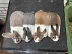 Hollander konijntjes te koop, Dieren en Toebehoren, Konijnen, Meerdere dieren, Klein, 0 tot 2 jaar