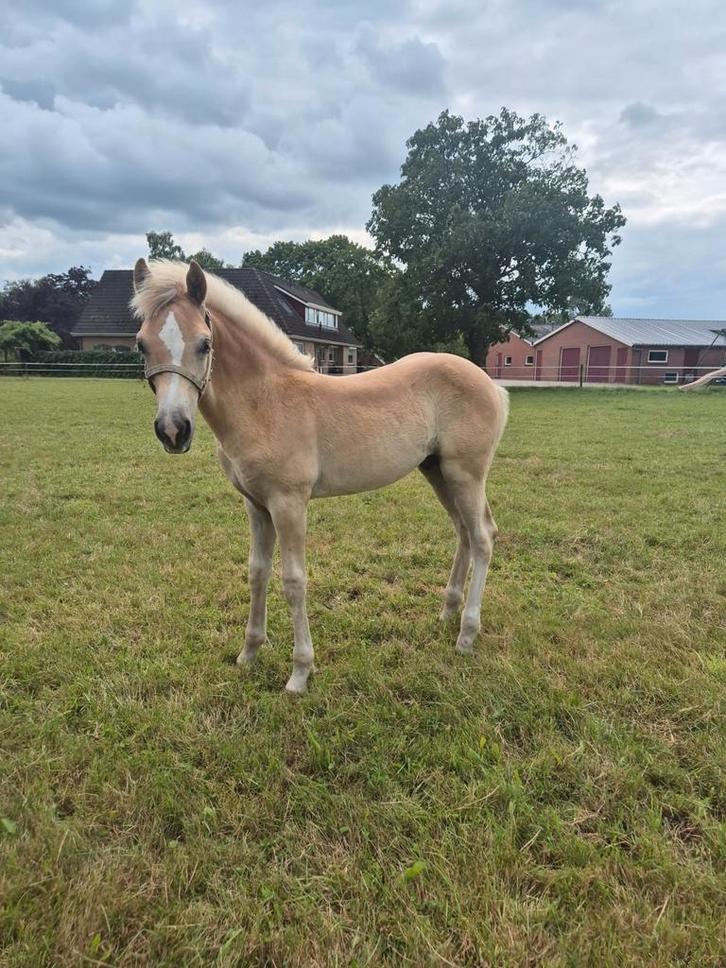 Haflinger / haflingers veulen te koop, Dieren en Toebehoren, Paarden, Meerdere dieren, 0 tot 2 jaar